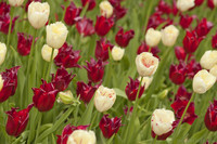 Tulipanes rojos y tulipanes blancos con flecos - Lisse, Países Bajos