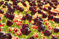 Queen of the Night tulips - Lisle, Netherlands