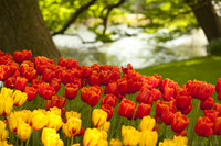 Orange and yellow tulips next to a canal in Keukenhof - Thumbnail