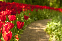 Camino de Keukenhof bordeado de tulipanes rojos - Lisse, Países Bajos