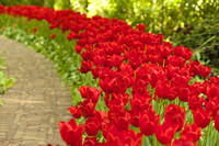 A flowerbed of red tulips - Lisse, Netherlands