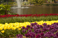 Tulipanes amarillos, púrpuras y rojos junto al lago de Keukenhof - Lisse, Países Bajos