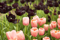 Tulipán Diamante Rosa y Tulipán Reina de Noche - Lisse, Países Bajos