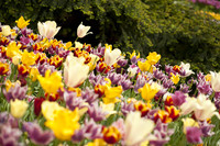 Tulipanes de múltiples colores - Lisse, Países Bajos