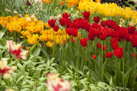 Tulipanes rojos y amarillo-anaranjados - Lisse, Países Bajos