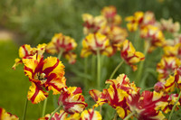 Tulipe perroquet, jaune et rouge - Lisse, Pays-Bas