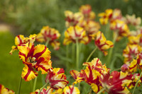 Tulipano pappagallo, giallo e rosso - Lisse, Paesi Bassi