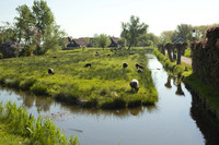 Sheep grazing next to a canal in Zaanse Schans - Zaandam, Netherlands