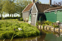 Des canards à côté d'un canal et maisons de Zaanse Schans - Zaandam, Pays-Bas
