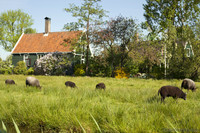 Pecore pascolando in uno dei prati di Zaanse Schans - Zaandam, Paesi Bassi