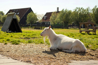 Il n'y pas de place pour le stress à Zaanse Schans - Zaandam, Pays-Bas