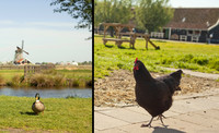 Oiseaux de Zaanse Schans - Zaandam, Pays-Bas