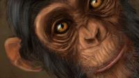Monkey Business Monkey Business
