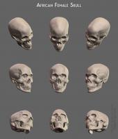 African Female Skull African Female Skull - Thumbnail