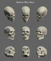African male skull African male skull - Thumbnail
