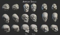 African skulls - Male / Female African skulls - Male / Female - Thumbnail