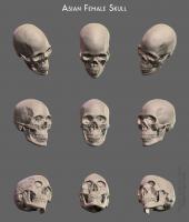 Asian female skull - Thumbnail
