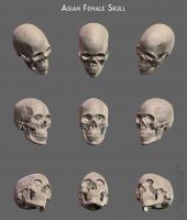 Asian female skull Asian female skull - Thumbnail
