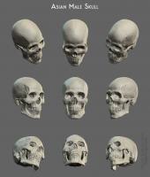 Asian male skull diego Asian male skull diego - Thumbnail