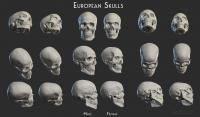 Euopean skulls - Male / Female