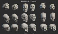 Euopean skulls - Male / Female Euopean skulls - Male / Female - Thumbnail