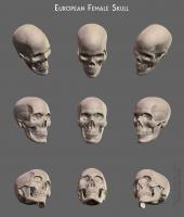 European female skull European female skull - Thumbnail