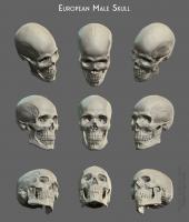 European male skull European male skull - Thumbnail
