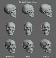 Female human skulls