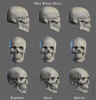 Male human skulls