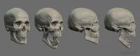 thumbnail Human Skull Studies