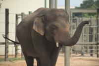 Asian elephant front view