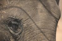 Asian Elephant close-up shot