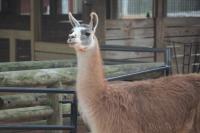 Llama  at the Houston Zoo, Texas