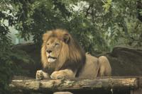 Lion at the Houston Zoo
