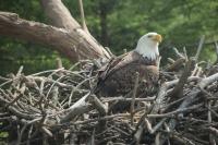 Bald eagle
