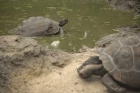 Galapagos giant tortoises