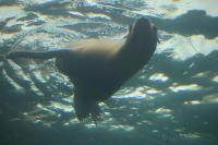 Sea lion