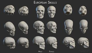 European Skulls, Male and Female Digital Sculpture | Blender