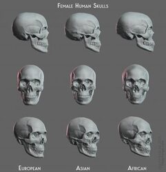 Human Skulls, Female Digital Sculpture | Blender