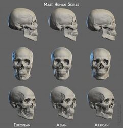Human Skulls, Male Digital Sculpture | Blender
