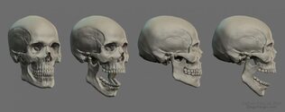 Human Skull - Jaw Movement Digital Sculpture | Blender