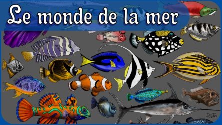 Chapitre XXXV. Les Poissons.